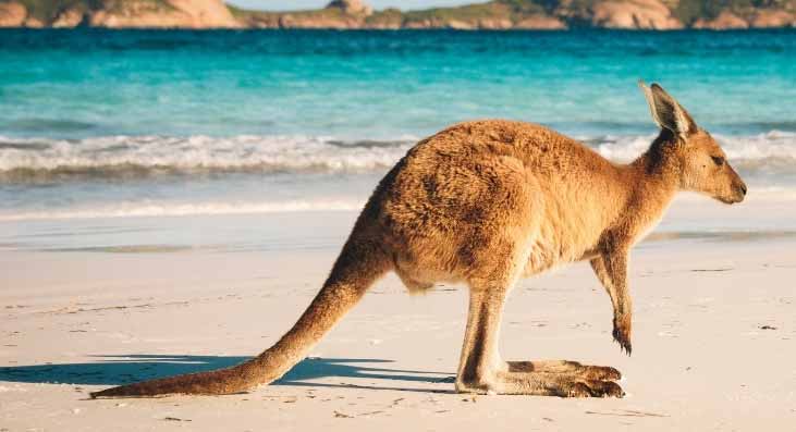 Australia is also home to a rich wildlife population