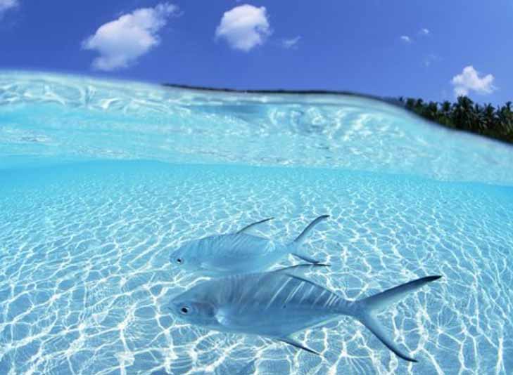 bahamas Half Moon Cay Discover your Underwater World traveldaily club.jpg