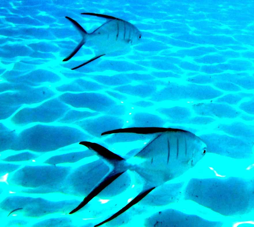 bahamas Half Moon Cay Discover your Underwater World traveldaily club.jpg