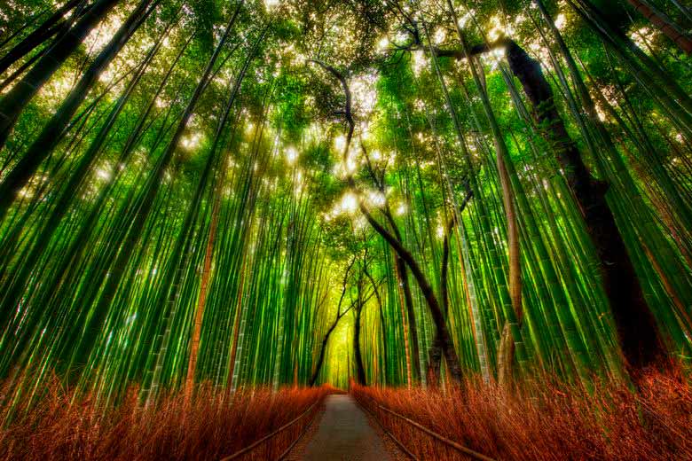 Bamboo forests A tranquil escape in Japan