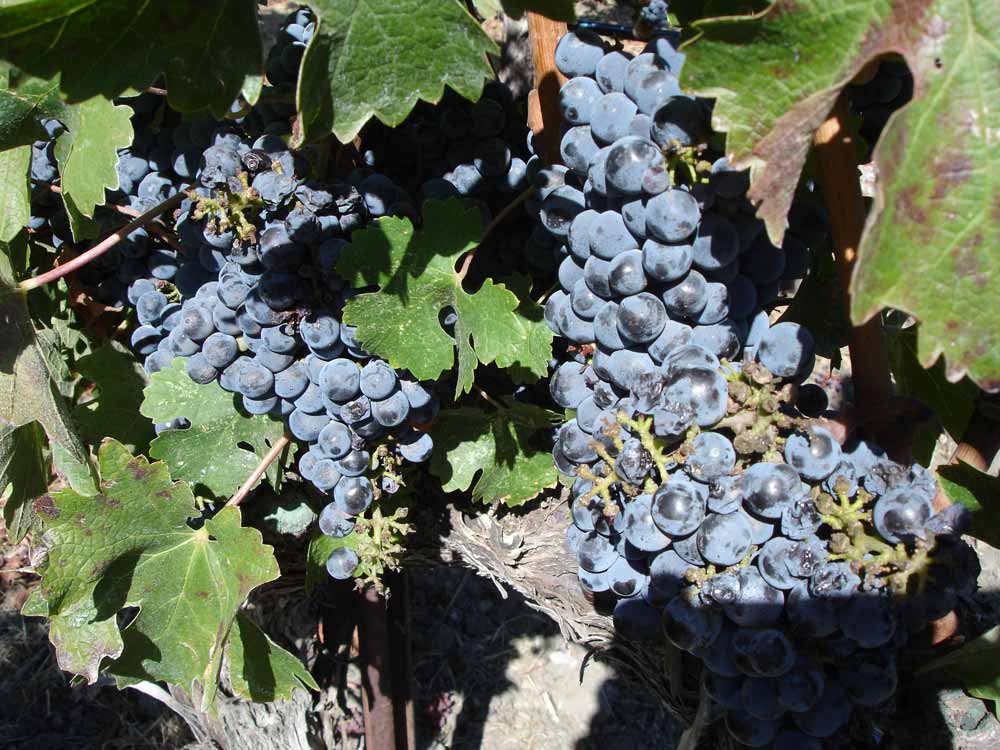 Cabernet season in the Napa Valley