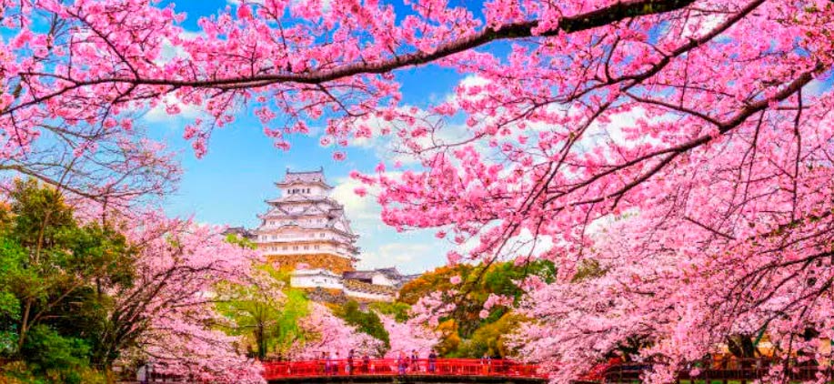 Cherry blossoms in Japan A symbol of beauty