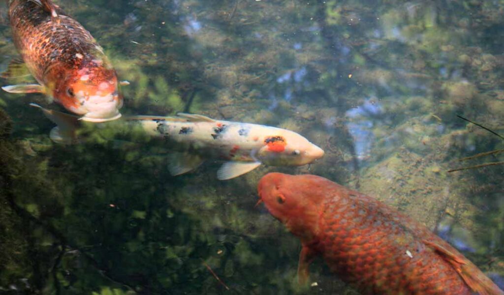 Goshikinuma Exploring the colorful ponds of Fukushima