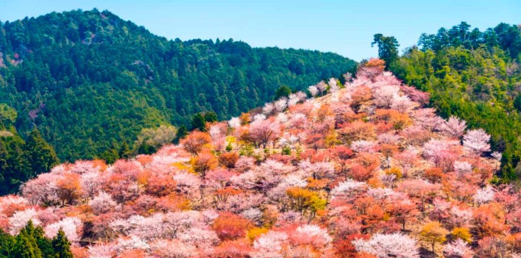 Mount Yoshino A breathtaking cherry blossom paradise in Nara