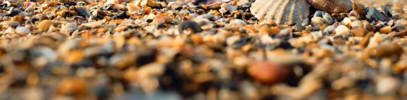 Shell Beach in Gulf State Park.