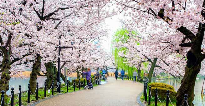 spring japan