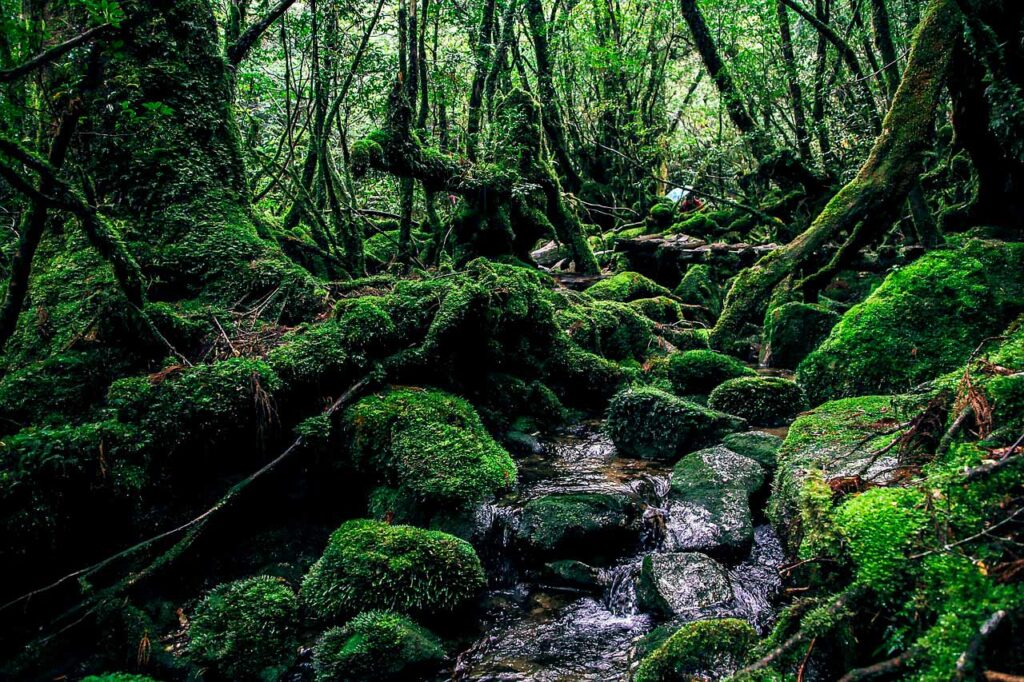 Yakushima A mystical island in Kagoshima